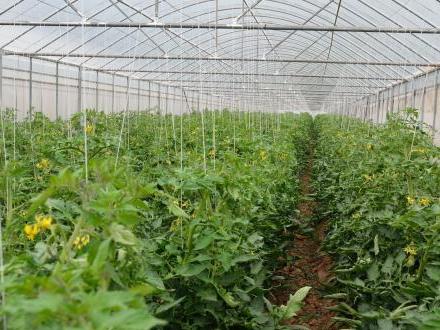 驚！山西某智能農業(yè)終于擁有大棚溫濕度監控系統