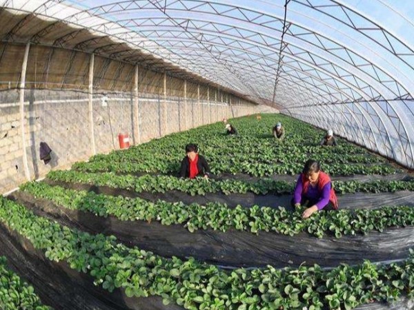 淺談蔬菜大棚種植環(huán)境監控系統方案