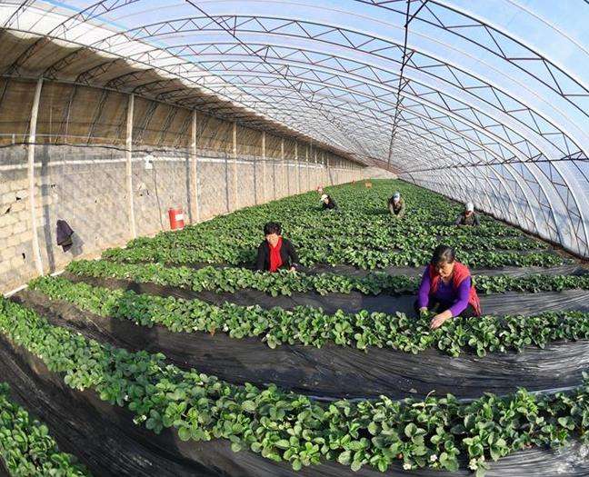 蔬菜大棚種植環(huán)境監控